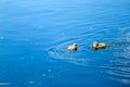 Cute fluffy gull chicks swim on the surface of the river