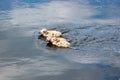 Cute fluffy gull chicks swim on the surface of the river