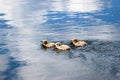 Cute fluffy gull chicks swim on the surface of the river Royalty Free Stock Photo