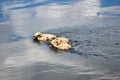 Cute fluffy gull chicks swim on the surface of the river