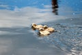 Cute fluffy gull chicks swim on the surface of the river