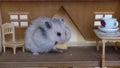 cute fluffy hamster, pet eating cheese in the house