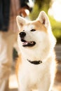 Cute fluffy happy akita dog with man owner in casual enjoys walk with animal in park, outdoor, close up