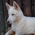 Cute fluffy husky dog in the yard, completely white. close-up portrait.