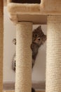 Cute fluffy kitten climbing on cat tree at home Royalty Free Stock Photo