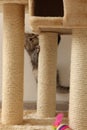 Cute fluffy kitten climbing on cat tree at home Royalty Free Stock Photo