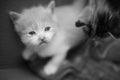 Cute fluffy kitten closeup portrait. Black and white photo Royalty Free Stock Photo