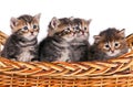 Cute fluffy kitten Royalty Free Stock Photo