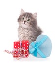 Cute fluffy kitten Royalty Free Stock Photo