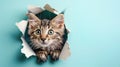 A cute fluffy kitten looking through a hole in a blue paper background.