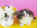 Cute fluffy kitten looking up next to a mug with flowers on a yellow-pink background. Royalty Free Stock Photo