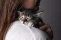 Cute fluffy kitten on owner& x27;s shoulder against gray background. Closeup of kitten is sleeping sweetly Royalty Free Stock Photo