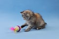 Cute fluffy kitten playing with toy on light blue background Royalty Free Stock Photo