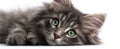 The cute and fluffy kitten resting with beautiful green eyes..AI generated image Royalty Free Stock Photo