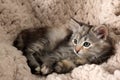 Cute fluffy kitten resting on soft plaid Royalty Free Stock Photo