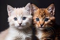 Cute fluffy kittens. Concept of charity, veterinary, rescue of homeless animals, shelter.