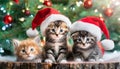 Cute fluffy kittens in red caps