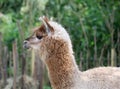 The cute fluffy lama close up portrait Royalty Free Stock Photo