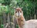 The cute fluffy lama close up portrait Royalty Free Stock Photo