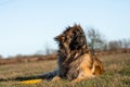Cute fluffy Leonberger dog lying on the grass on a sunny day Royalty Free Stock Photo
