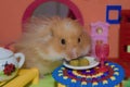 Cute fluffy light brown hamster eats peas at the table in his house. Pet eats with his hands