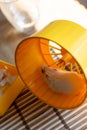 A cute, fluffy light-colored hamster rests or runs inside its vibrant yellow exercise wheel, showcasing a typical pet activity and Royalty Free Stock Photo