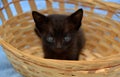 Cute fluffy little black kitten sitting in the basket.Beautiful curious small kitty.Domestic cats. Royalty Free Stock Photo