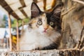 Cute fluffy little black and white and ginger kitten. Adorable tricolor kitten in the garden. Domestic young tricolor cat outdoors Royalty Free Stock Photo