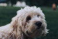 Cute fluffy miniature goldendoodle dog