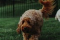 Cute fluffy miniature goldendoodle dog playing in the park