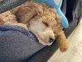A cute and fluffy miniature poodle puppy