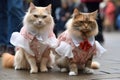 cute and fluffy models strutting their stuff on the catwalk in unique feline and canine inspired outfits