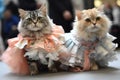 cute and fluffy models strutting their stuff on the catwalk in unique feline and canine inspired outfits