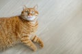 Cute and fluffy orange cat lying on the floor and looking at camera top view with copy space Royalty Free Stock Photo