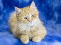 Cute fluffy orange kitten adoption photo studio portrait Royalty Free Stock Photo