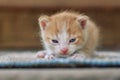 Cute fluffy orange kitten looking serious