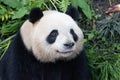 Cute Fluffy Panda in Chengdu Panda Base, China Royalty Free Stock Photo