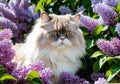 A cute fluffy Persian cat sniffing lilacs with pleasure. Clear, sunny day. Warm spring weather. Portrait, close-up. Royalty Free Stock Photo