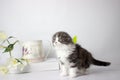 Cute fluffy playful kitten lying on a white background. Spring mood decor. Cute yang silver tabby cat play Royalty Free Stock Photo