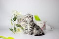 Cute fluffy playful kitten lying on a white background. Spring mood decor. Cute yang silver tabby cat play Royalty Free Stock Photo