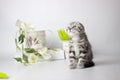 Cute fluffy playful kitten lying on a white background. Spring mood decor. Cute yang silver tabby cat play Royalty Free Stock Photo