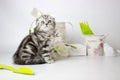 Cute fluffy playful kitten lying on a white background. Spring mood decor. Cute yang silver tabby cat play Royalty Free Stock Photo