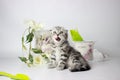 Cute fluffy playful kitten lying on a white background. Spring mood decor. Cute yang silver tabby cat play Royalty Free Stock Photo