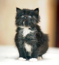 cute fluffy plump black kitten