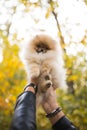 Cute fluffy Pomeranian puppy Dog posing on hands Humans friend Royalty Free Stock Photo