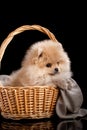 Cute fluffy Pomeranian puppy spitz sitting in a basket on a gray knit fabric. Royalty Free Stock Photo