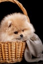 Cute fluffy Pomeranian puppy spitz sitting in a basket on a gray knit fabric. Royalty Free Stock Photo