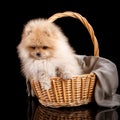 Cute fluffy Pomeranian puppy spitz sitting in a basket on a gray knit fabric. Royalty Free Stock Photo