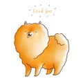 Cute and fluffy pomeranian spitz, cartoon illustration