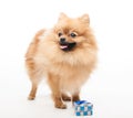 Cute fluffy pomeranian spitz